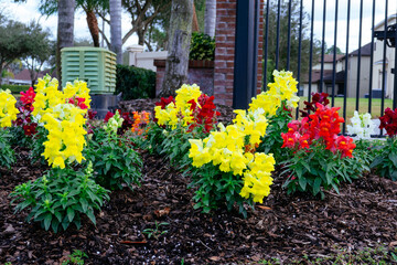 Colorful garden snapdragon flower in winter	

