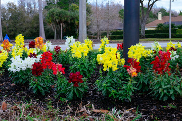 Fototapeta na wymiar Beautiful snapdragon flower in winter of Florida