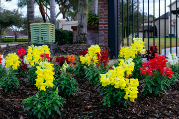 Beautiful garden flower in winter of Florida