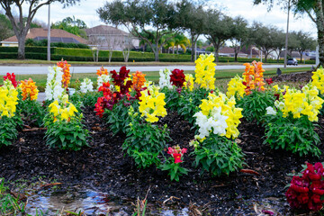 Obraz premium Beautiful garden flower in winter of Florida