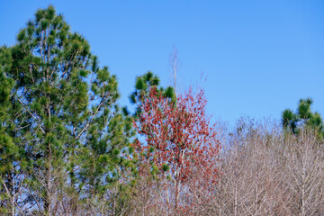 Colorful winter tree leaf in Florida