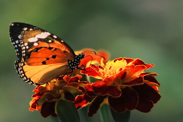 a female plain tiger butterfly or african queen or african monarch (danaus chrysippus) is sucking nectar from flowers, butterfly garden in west bengal, india