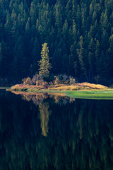 USA, Montana. Lone pine on island of green with reflection, Salmon Lake State Park.