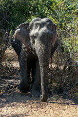 Fototapeta premium A wild elephant walking out of the jungle scrub inside Yala National Park. Yala is located near Tissamaharama in southern Sri Lanka.