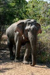 A wild elephant walking out of the jungle scrub inside Yala National Park. Yala is located near...