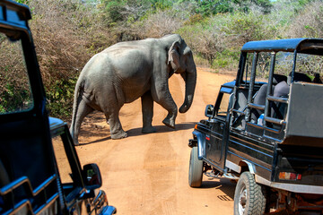 A wild elephant crosses a road inside Yala National Park in front of a group of safari jeeps. Yala is located near Tissamaharama in southern Sri Lanka.