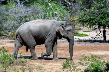 A wild elephant walking towards a waterhole inside Yala National Park. Yala is located near Tissamaharama in southern Sri Lanka.