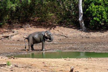 A wild elephant sprays mud over its body at a waterhole inside Yala National Park. Yala is located...