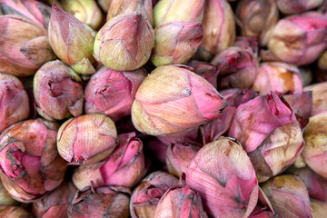 Pink lotus flower buds for sale in Sri Lanka. They are sold at Buddhist temples to be used as offerings.