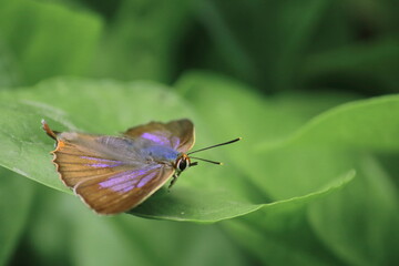 aberrant oakblue or aberrant bushblue butterfly (arhopala abseus) on a green leaf, in a rainforest in west bengal, india