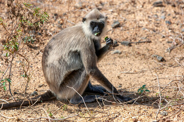 A Tufted Gray Langur feeding on leaf vegetation inside Yala National Park near Tissamaharama in southern Sri Lanka.