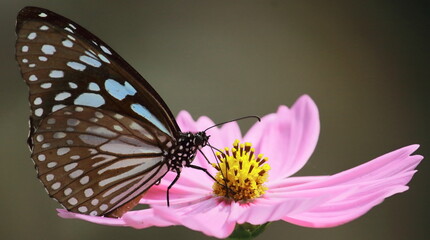 blue tiger butterfly (tirumala limniace) is sitting on cosmos flower in a butterfly garden in west bengal, india