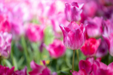 Beautiful bouquet of tulips. colorful tulips. nature background