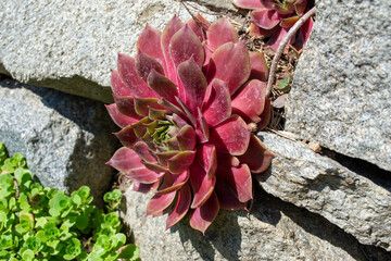 Echeveria Black prince on stone