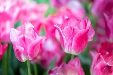 Obraz premium Beautiful bouquet of tulips. colorful tulips. nature background
