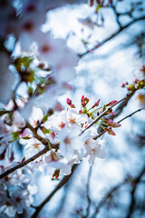 sakura