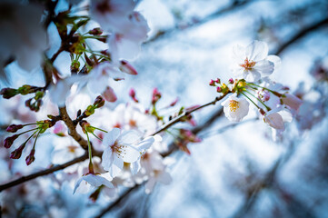 sakura