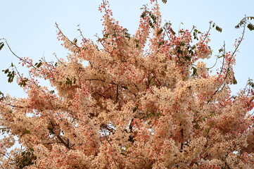 Pink flowers are called Cassia bakeriana: Cassia Maa or the Thai name is Kanlapapruek. Popularly grown in tourist attractions. Pink flowers in full bloom, trees on a bright sky background.
