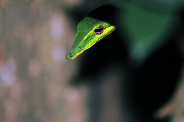 close up view of beautiful but venomous common vine snake or long nosed whip snake (ahaetulla nasuta), also known as sri lankan green vine snake
