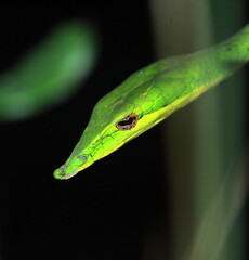 close up view of beautiful but venomous common vine snake or long nosed whip snake (ahaetulla nasuta), also known as sri lankan green vine snake