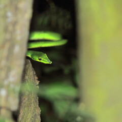 mildly venomous common vine snake or sri lankan vine snake, also known as long nosed whip snake (ahaetulla nasuta) in a tropical rainforest