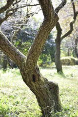 Fototapeta na wymiar 京都の植物園の情景 