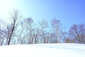 白樺と青空と雪