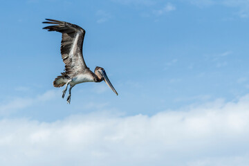 PELICANO VOLANDO EN LA PLAYA 