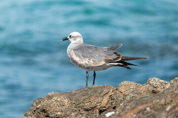 GAVIOTA EN LA PLAYA