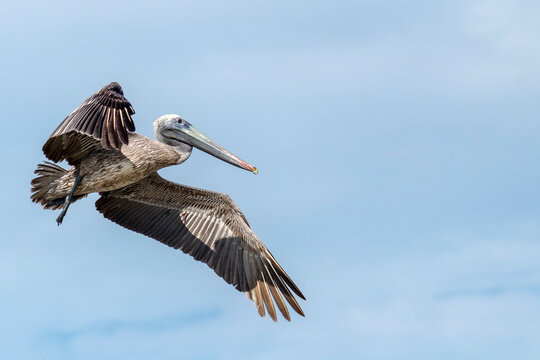 PELICANO VOLANDO EN LA PLAYA 