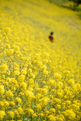 満開の菜の花
