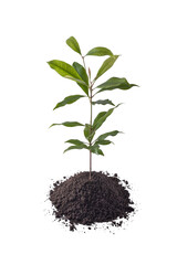 growing young cloves plant with soil, isolated on white background, seven weeks old plant