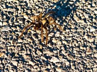 USA, Nevada, Mesquite. Gold Butte National Monument, tarantula.