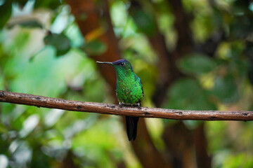 Beautiful Violet-capped Woodnymph Hummingbird alone