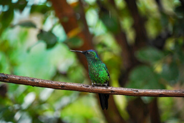 Beautiful Violet-capped Woodnymph Hummingbird alone