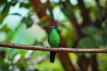 Beautiful Violet-capped Woodnymph Hummingbird alone