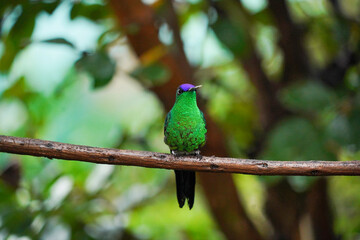 Beautiful Violet-capped Woodnymph Hummingbird alone