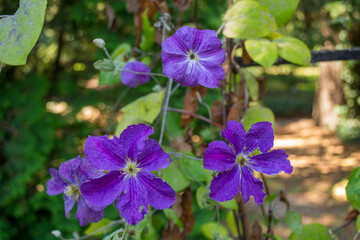 Violet flower close up in nature