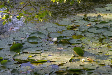  Russia views of the city of Moscow in summer botanical garden tourism