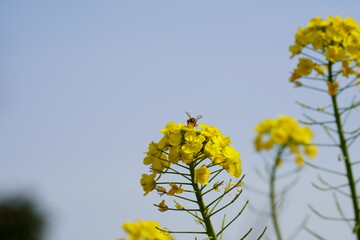 菜の花