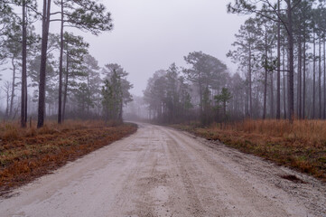 Curve in Dirt Road, Foggy Morning