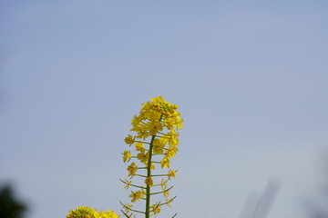 Obraz premium 菜の花