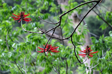 Red tropical exotic flowers closeup. Botanical garden on Hawaii. USA 