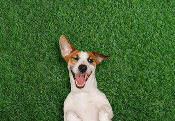 Funny dog winks and smiles on the green grass in the park.