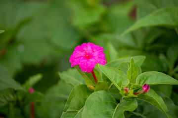 Flor pink