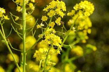 菜の花