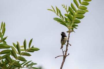 Passaro PB