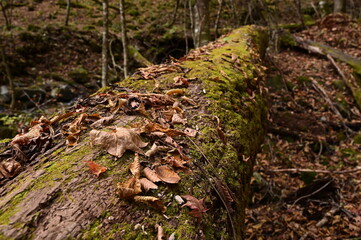 Naklejka na ściany i meble 紅葉シーズンの三頭山の登山道