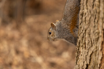 portrait of squirrels on a tree
