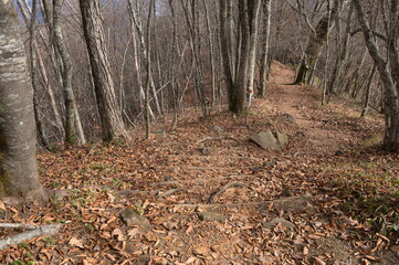 紅葉シーズンの三頭山の登山道